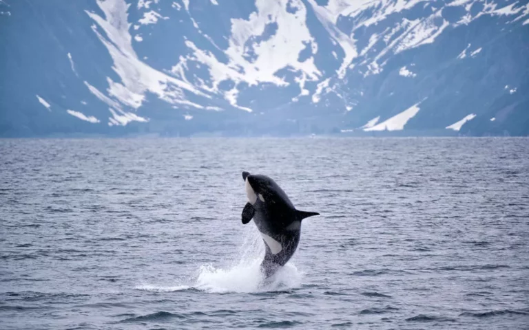 The Story of the Orcas and the Chinook Salmon