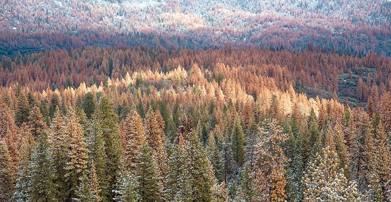 Having a Mix of Tree Heights Enhances Drought Resilience in Sierra Nevada Forests