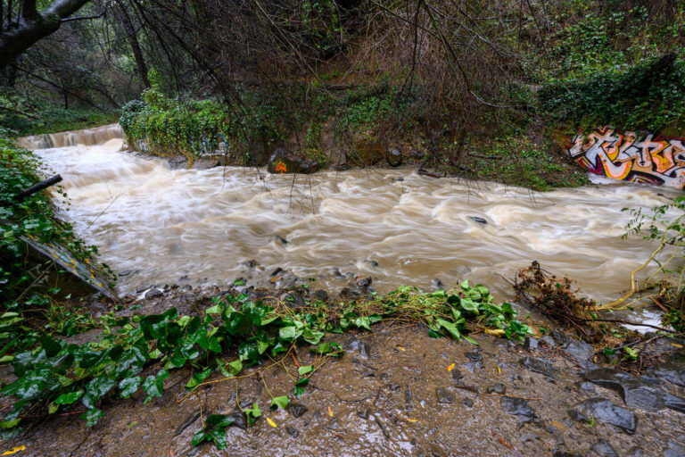 Oakland’s creeks once flowed free from the hills to the Bay. What’s their future?
