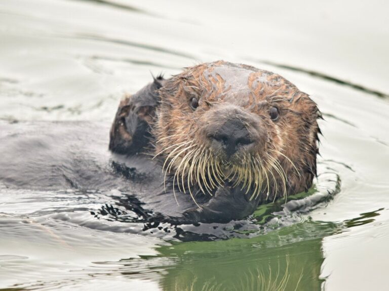 California sea otters nearly went extinct. Now they’re rescuing their coastal habitat