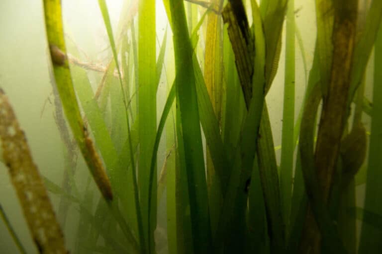 New Model Maps a Resilient SF Bay Future Through Climate-Smart Seagrass Restoration